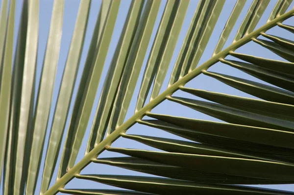 Palm leaf detail close-up view