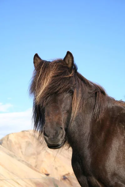 Icelandhorse Landmannalaugar Iceland —  Fotos de Stock