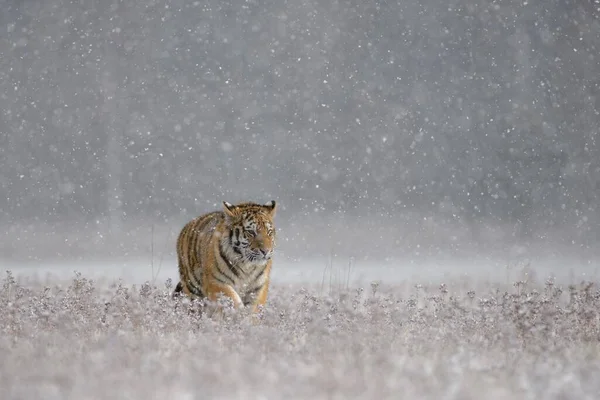 Siberian Tiger Panthera Tigris Altaica Captive Walking Meadow Heavy Snowfall — 스톡 사진