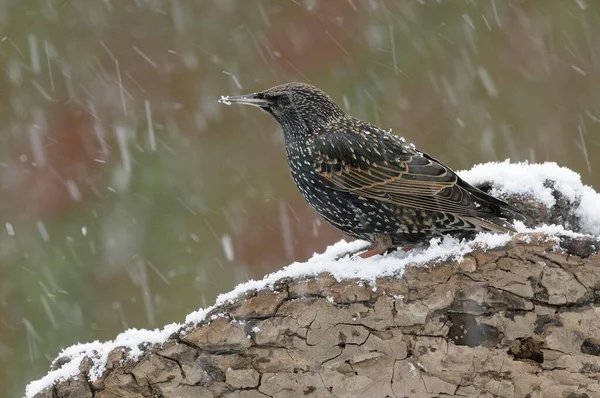 Starling Sturnus Vulgaris Close View — Stock Photo, Image