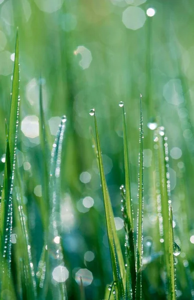 Grass Drops Water Germany Alopecurus Pratensis — ストック写真