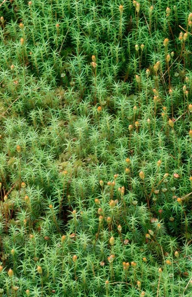 Common Haircap Moss Polytrichum Commune North Rhine Westphalia Germany Europe — 스톡 사진