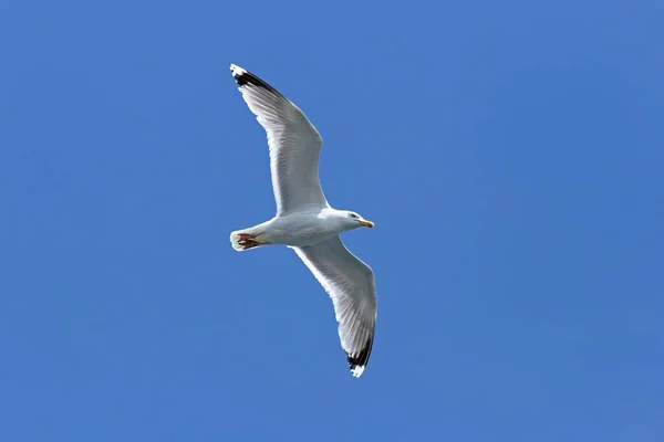 Flying European Herring Gull Kiel Schleswig Holstein Germany Europe — Foto Stock