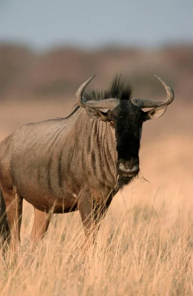 Blauwe Gnoes Connochaetes Taurinus Etosha National Park Namibië Afrika — Stockfoto