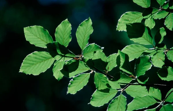 Beech leaves in spring, common beech (Fagus sylvatica), Germany, Europe