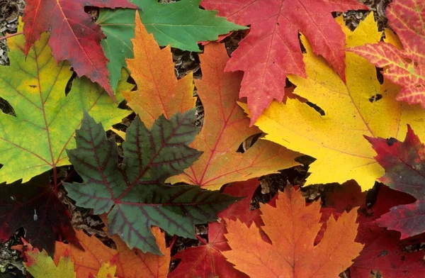 Fall Coloured Maple Leaves Vermont New England Vermont Usa North — Fotografia de Stock