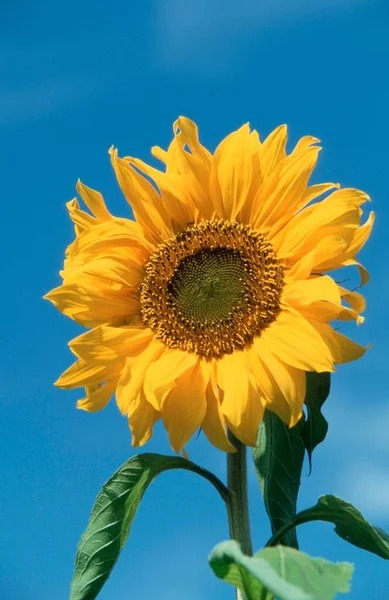 Sunflower Close View Summer Concept — Stockfoto