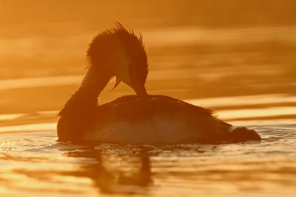 Great Crested Grebe Podiceps Cristatus Preening Light Raetzsee Lake Mecklenburg — Fotografia de Stock