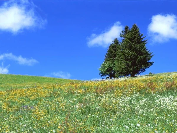 Flowering Meadow Conifers Black Forest Germany Europe —  Fotos de Stock