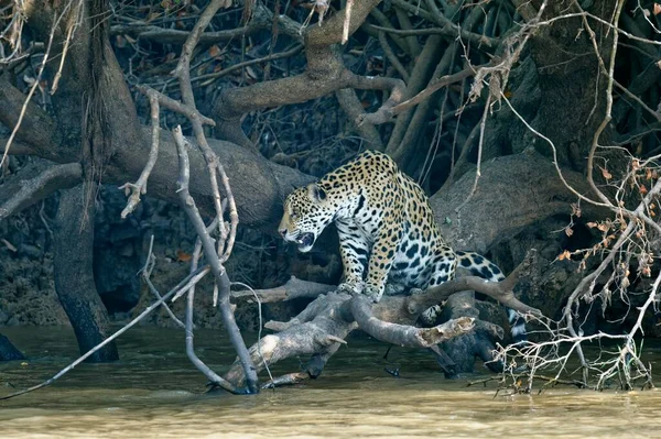 Young Jaguar Panthera Onca Branch Cuiaba River Pantanal Mato Grosso — Foto de Stock