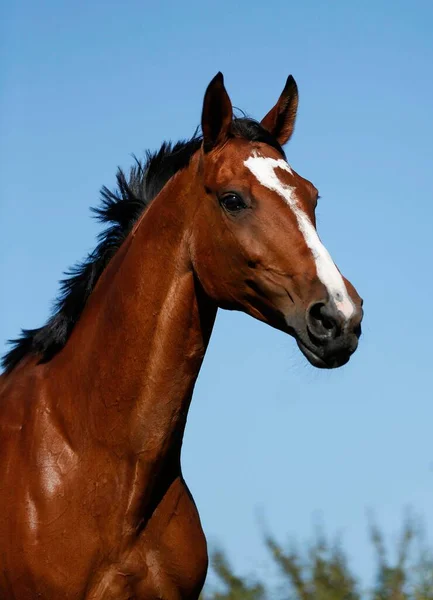 Brown Mare Wielkopolska Polish Warmblooded Horse Portrait — Zdjęcie stockowe