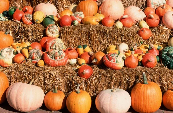 Pompoenen Cucurbita Pepo Close — Stockfoto