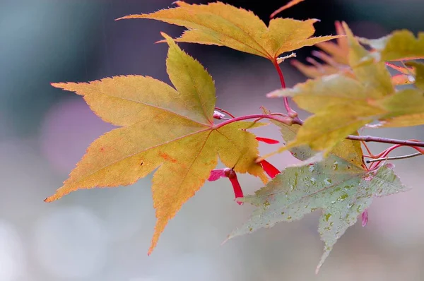 Japanese Maple Autumn Leaves Close View — Zdjęcie stockowe