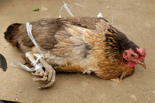 Huhn Mit Gebundenen Beinen Auf Einem Markt Myanmar Asien — Stockfoto