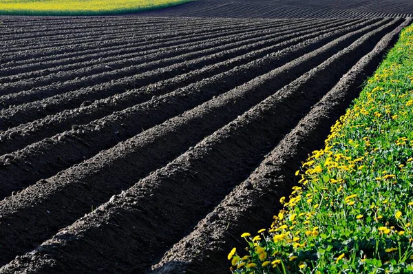 Landscape Plowed Field Flower Meadows Buchbach Waldviertel Region Lower Austria — Φωτογραφία Αρχείου