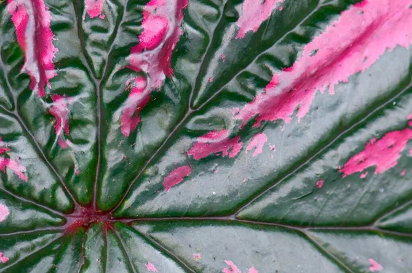 Leaf structure close-up view