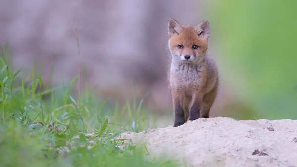 Red Fox Перед Норою Biosphere Reserve Swabian Alb Baden Wrttemberg — стокове фото