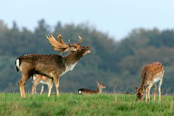 Fallow Deer Dama Dama Shoveler Rut Rutting Season — 图库照片