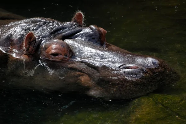 Hipopótamo Hippopotamus Amphibius Retrato — Fotografia de Stock