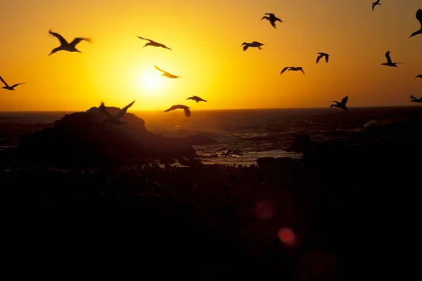 Cape Gannets Gannet Sunset Lamberts Bay South Africa Morus Capensis — Φωτογραφία Αρχείου