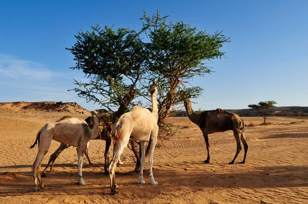 Dromedaries Feeding Acacia Tree Immidir Mouyidir Algeria Sahara North Africa —  Fotos de Stock