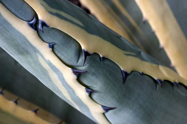 Agave Agave Spines Detail Palma Canary Islands Spain Europe — 스톡 사진