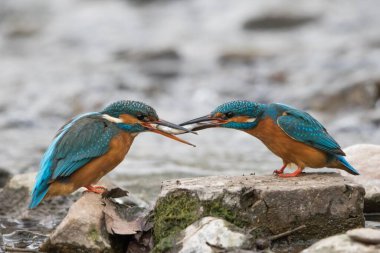 Kingfisher on stone courtship feeding, pair, male handing fish to female, Hesse, Germany, Europe clipart
