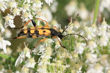 Longhorn Beetle (Strangalia maculata) on angelica clipart