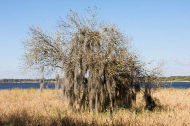 Dead tree with Spanish moss in the Myakka River State Park, Sarasota, Florida, USA, North America clipart