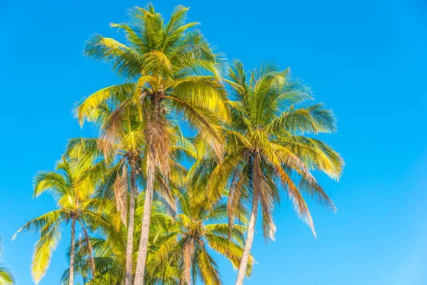 Palm Trees Blue Sky Chaung Thar Beach Bay Bengal Ayeyarwady — Stock Fotó