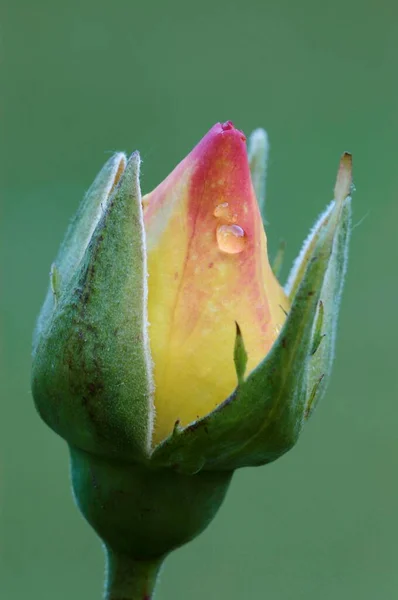 Fiore Rosa Vista Vicino Concetto Estivo — Foto Stock