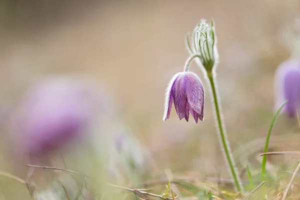 Pasque Flowers Hnfeld Hesse Germany Europe — 图库照片