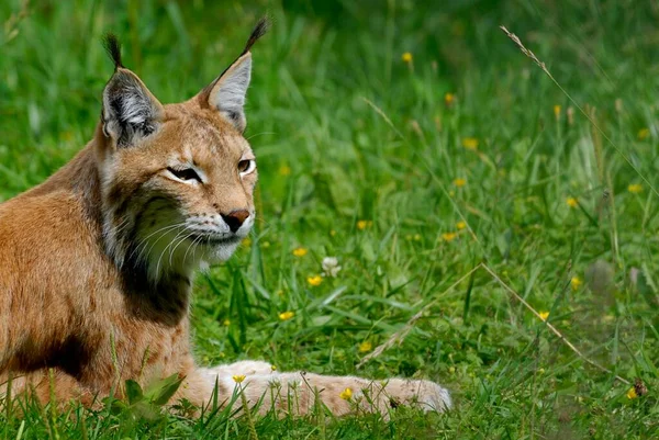 Ryś Eurazjatycki Lynx Lynx — Zdjęcie stockowe