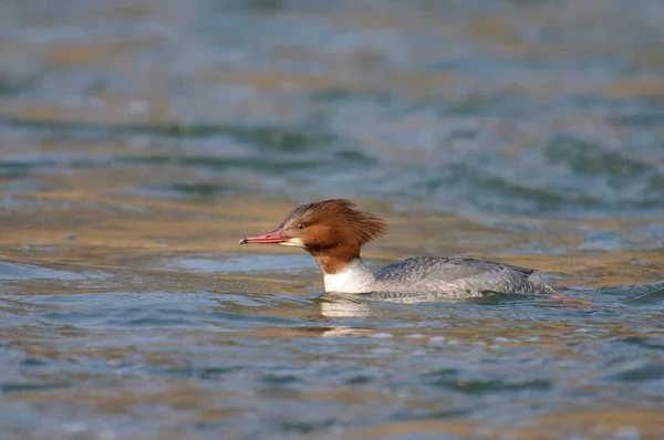 Merganser Goosander Mergus Merganser Feminino — Fotografia de Stock