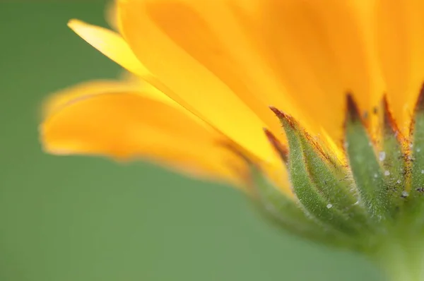 Garden Marigold Flowers Close View Summer Concept — ストック写真