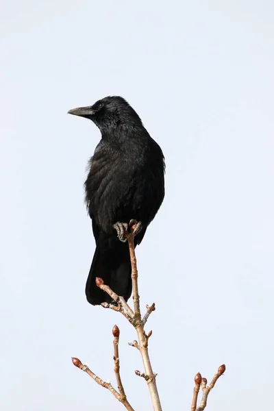 Carrion Crow Sitting Tree Германия Европа — стоковое фото