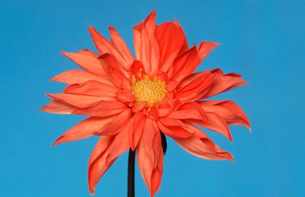 Dahlia Flower Close View Summer Concept — Fotografia de Stock