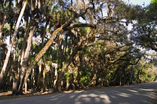 Trees Spanish Moss Myakka River State Park Florida Tillandsia Usneoides — 스톡 사진