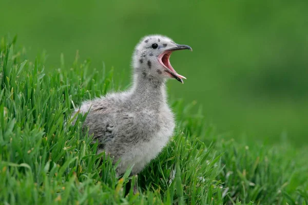 European Herring Gull Larus Argentatus Chick Germany Europe — 图库照片