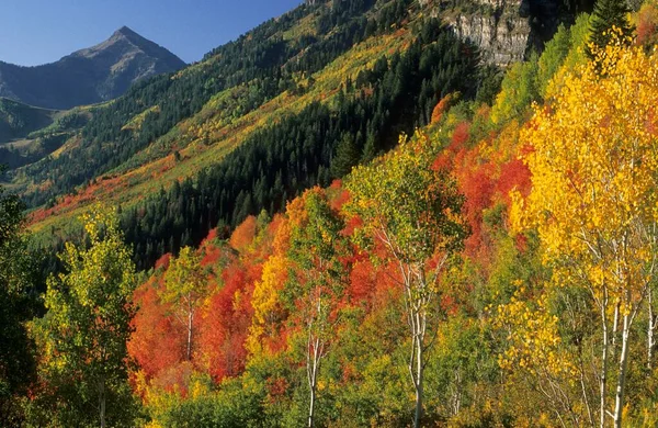 Fall Colors Mount Timpanogos Utah Usa North America — Stockfoto
