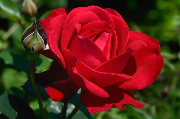 Rosa Roja Rosa Flor Moriani Córcega Francia Europa —  Fotos de Stock