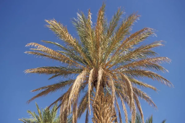 Palme Gegen Blauen Himmel — Stockfoto