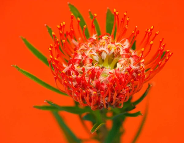 Pincushion Pincushion Protea Leucospermum — Foto de Stock