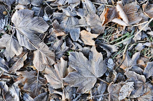 Feuilles Automne Avec Givre Givre — Photo