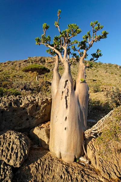 Socotra Desert Rose Bottle Tree Adenium Obesum Sokotranum Socotra Island — Stock Photo, Image