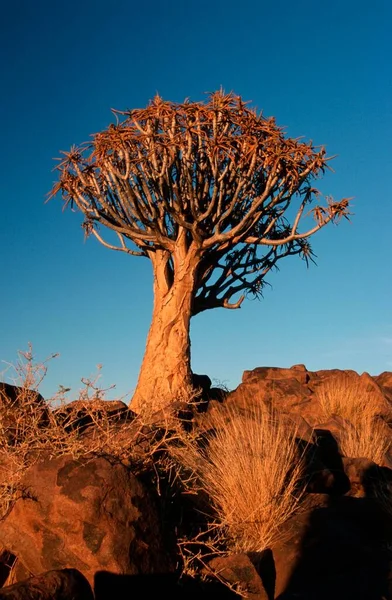 Drzewo Drgawek Dychotoma Aloesu Świetle Wieczornym Keetmanshoop Namibia Afryka — Zdjęcie stockowe