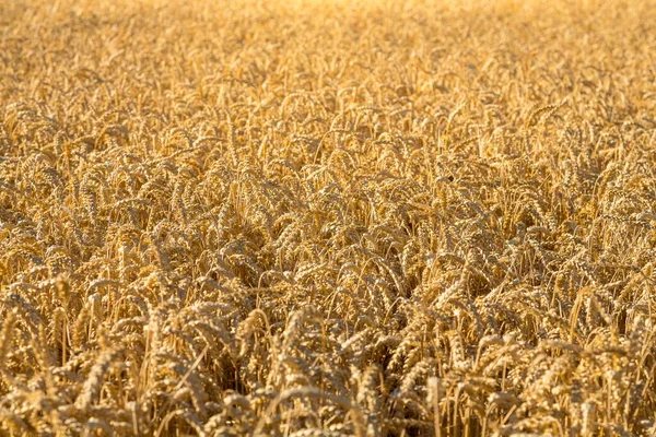 Wheatfield Ripe Ears Wheat Saxony Germany Europe — 스톡 사진