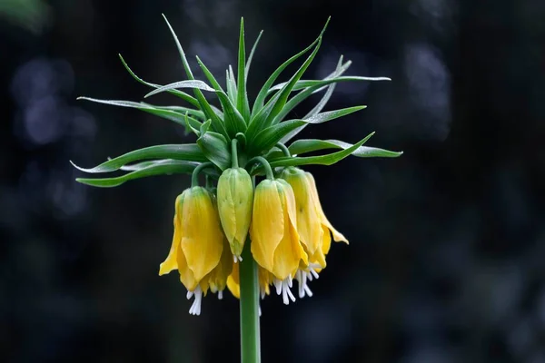 Crown Imperial Fritillaria Imperialis Yellow Flowers Mainau Baden Wrttemberg Germany — Φωτογραφία Αρχείου