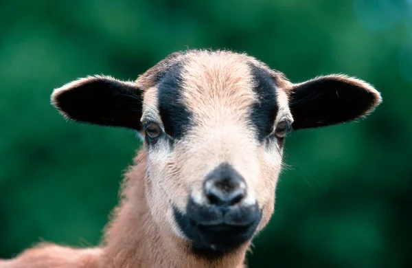 Camera Sheep Sheep Sheep Single Animal — Zdjęcie stockowe