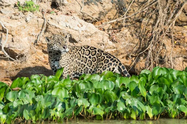 Férfi Jaguár Panthera Onca Folyóparton Cuiaba Folyó Pantanal Mato Grosso — Stock Fotó
